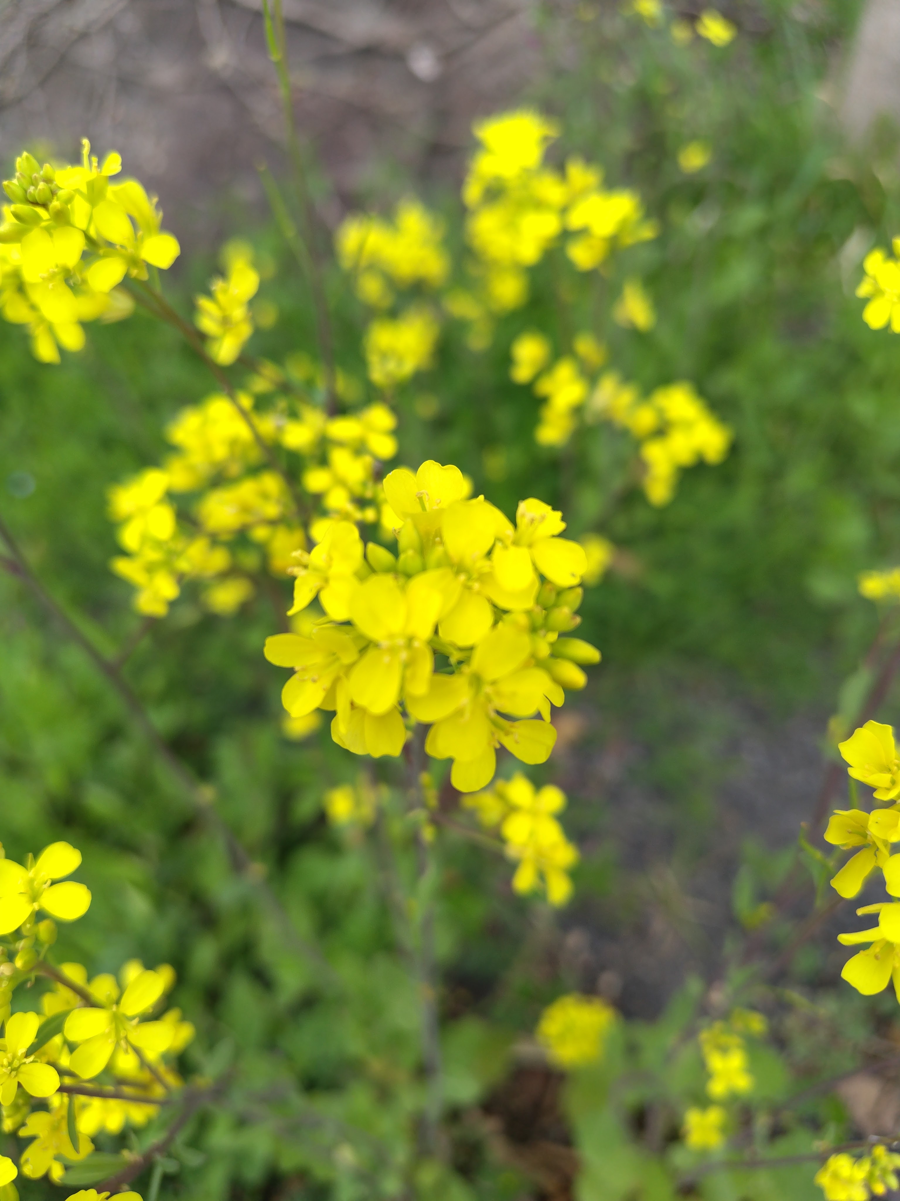 菜の花