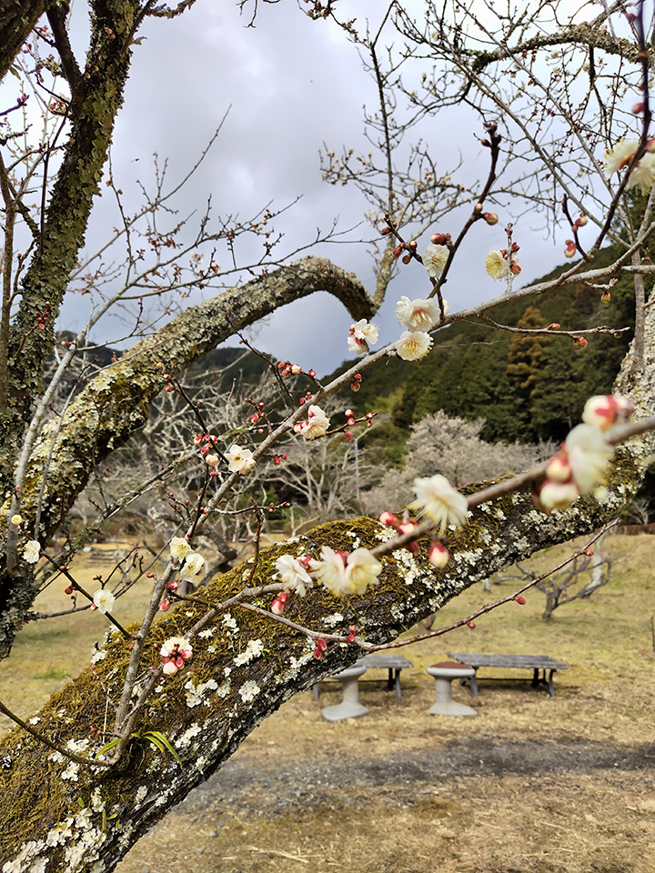 洞慶院の梅園